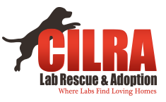 Central Indiana Lab Rescue and Adoption